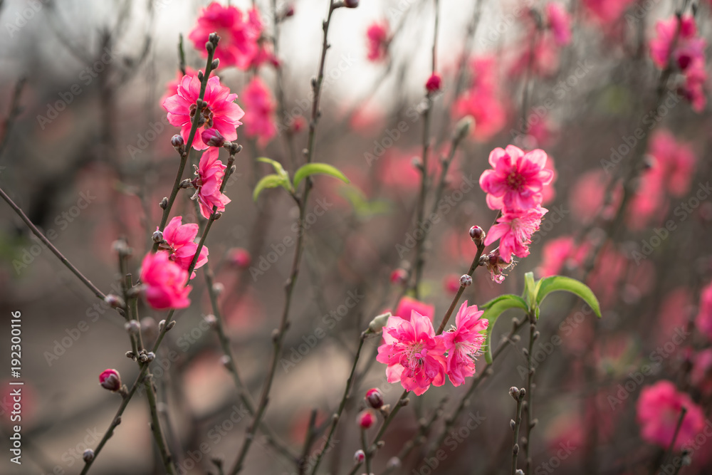 Peach flowers, the symbol of Vietnamese lunar new year Peach flowers, the symbol of Vietnamese lunar new year
