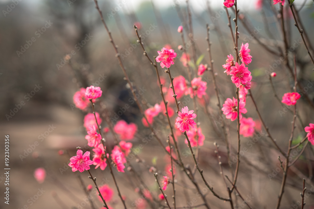 Peach flowers, the symbol of Vietnamese lunar new year