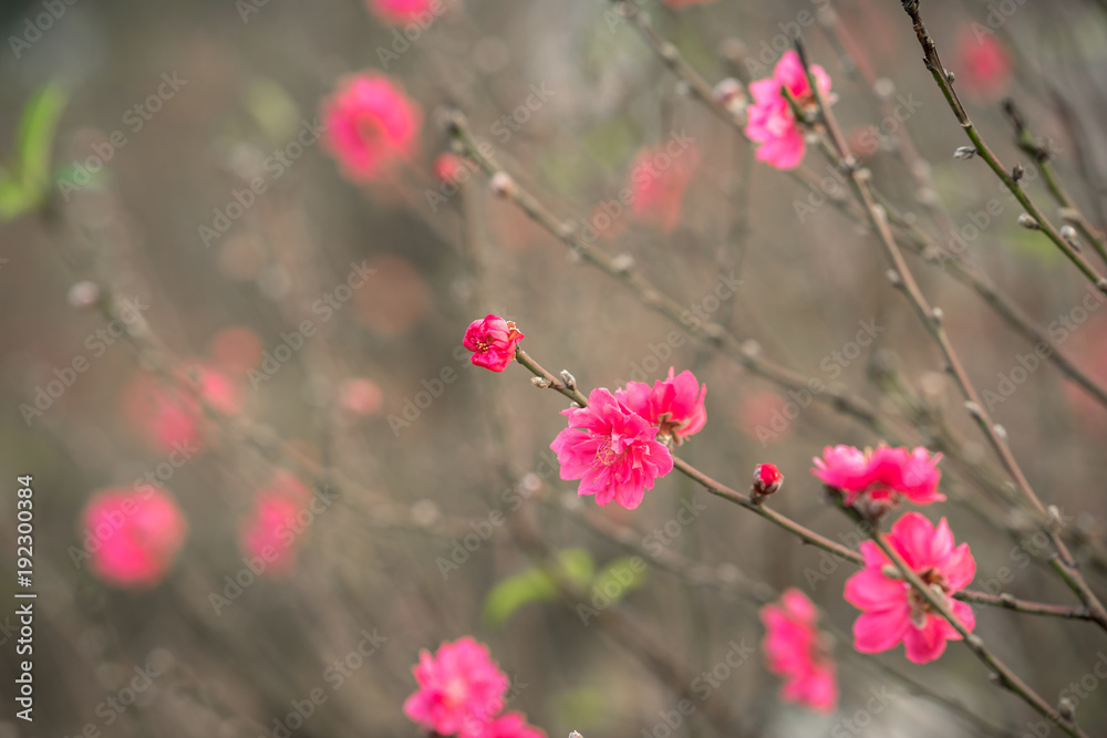 Peach flowers, the symbol of Vietnamese lunar new year Peach flowers, the symbol of Vietnamese lunar new year