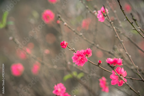 Peach flowers, the symbol of Vietnamese lunar new year