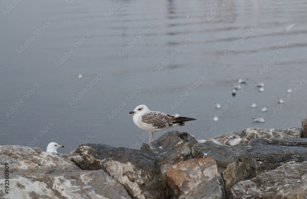 Seagulls on the sea and on the rocks in a winter morning Seagulls on the sea and on the rocks in a winter morning