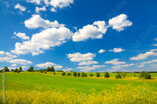 Rural summer landscape with green fields