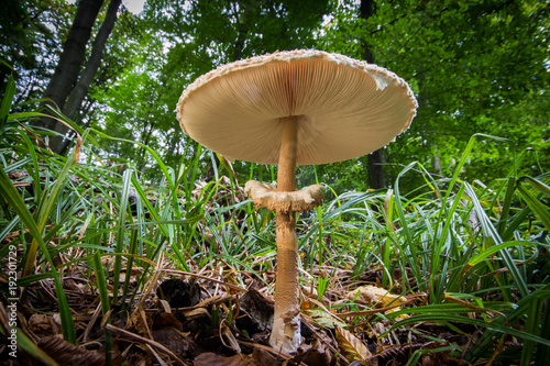 Parasol mushroom