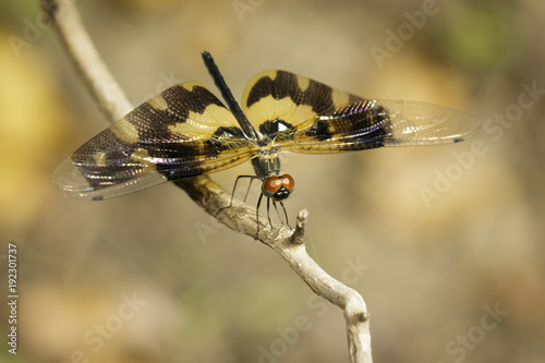 Image of Variegated Flutterer Dragonfly (Rhyothemis variegata) on nature background. Insect Animal photo