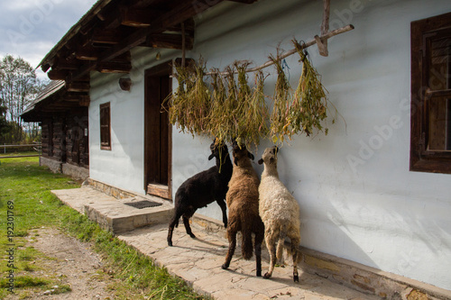 Obraz na płótnie Sheep livestock feeding in a traditional Slovakian village w salonie