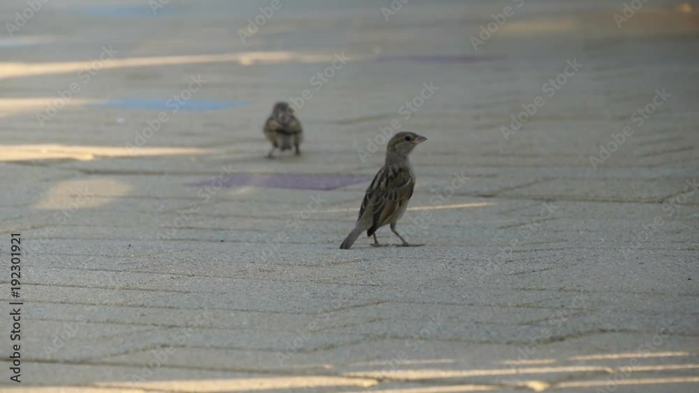 Cute sparrows are jumping on the sidewalk in slow motion Cute sparrows are jumping on the sidewalk in slow motion