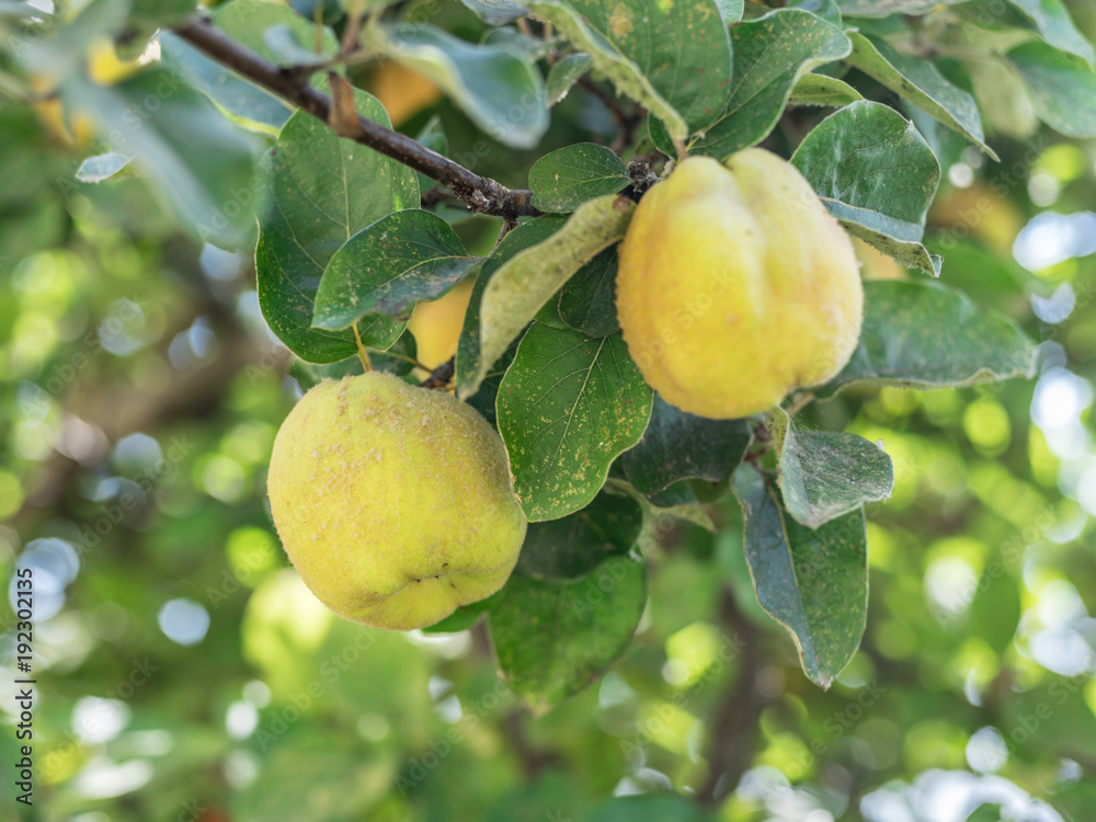 Quince among green leaves on the tree. Quince among green leaves on the tree.