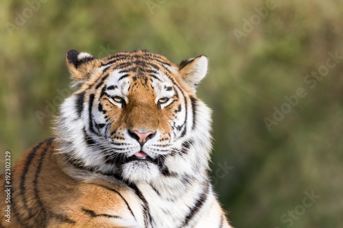 Fototapeta Naklejka Na Ścianę i Meble -  Siberian tiger in afternoon sunlight