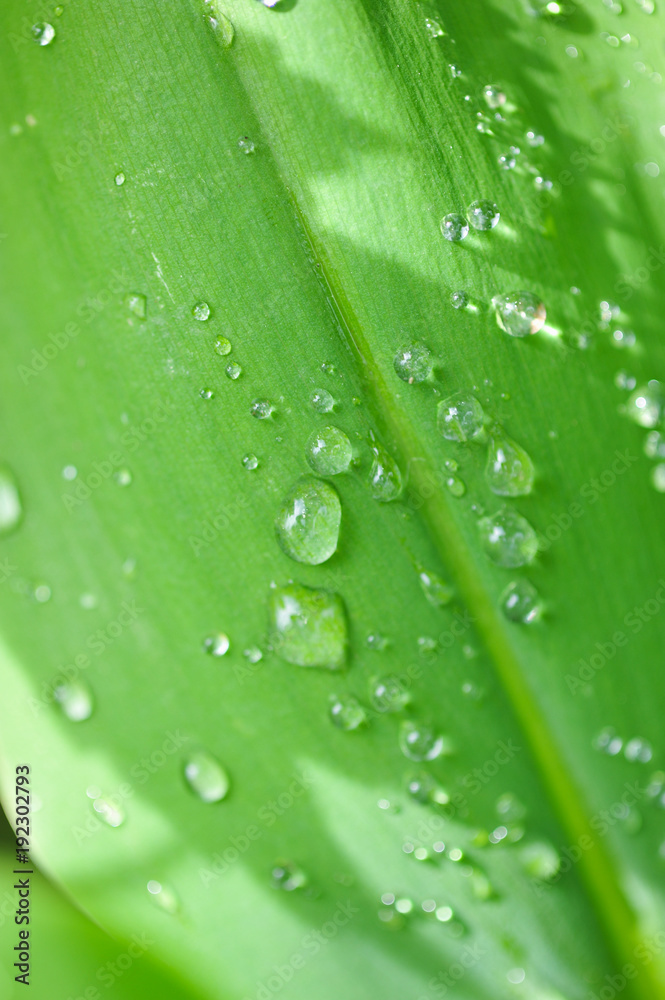 Rain drops Rain drops