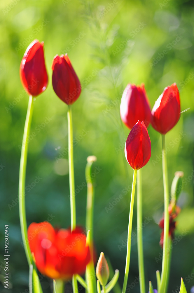 Obraz premium Red tulips