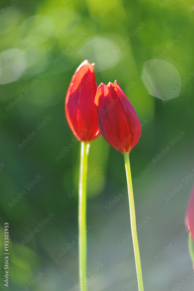 Fototapeta premium Red tulips
