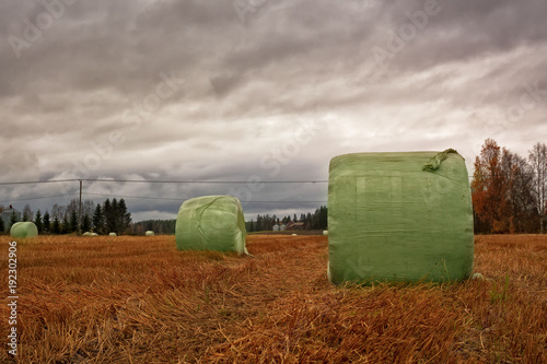 Hay Bales Wrapped In Plastic On The Autumn Fields photo