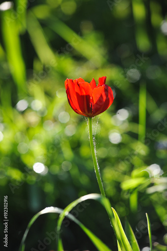 Red tulip