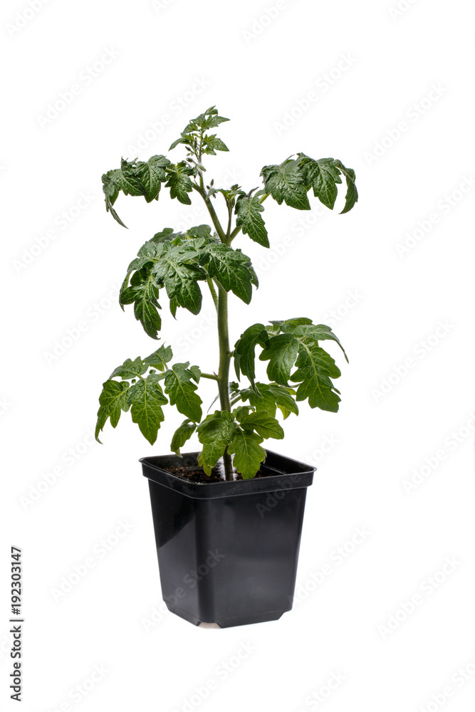 Tomato seedling in black flowerpot isolated on white
