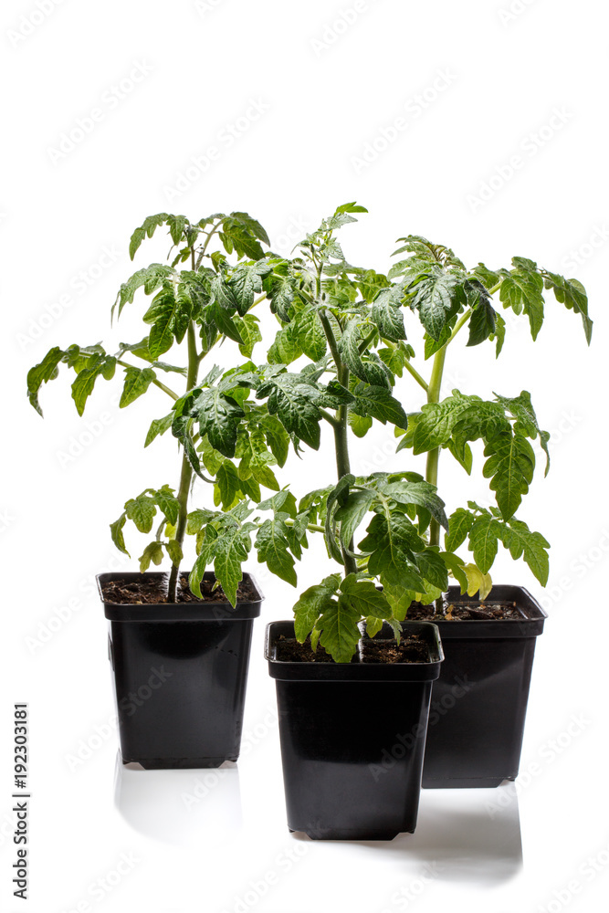 Three flower pots with tomato seedlings isolated on white Three flower pots with tomato seedlings isolated on white