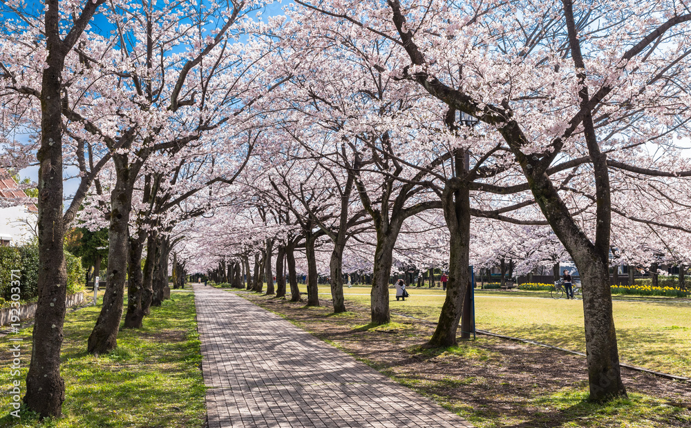 満開の桜並木