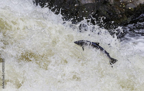 Large atlantic salmon leaping up the waterfall on their way migration route to their spawning ground © jamie
