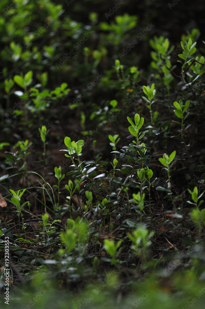 Cranberry bushes