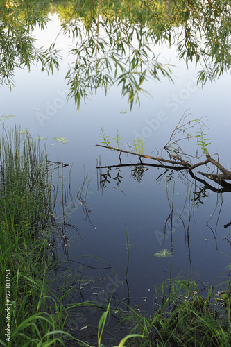 Forest lake