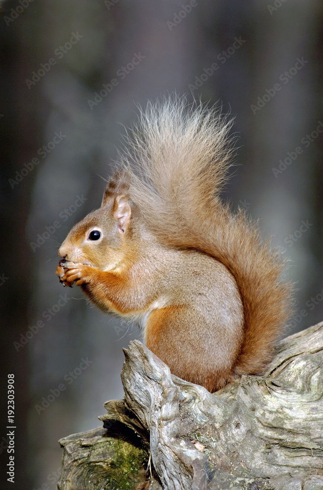 red squirrel;british mammal;sciurus vulgaris;highlands;scotland red squirrel;british mammal;sciurus vulgaris;highlands;scotland