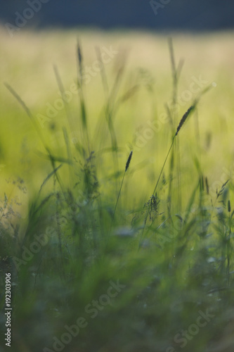 Field grass © Grigoriy