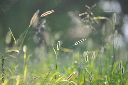 Field grass