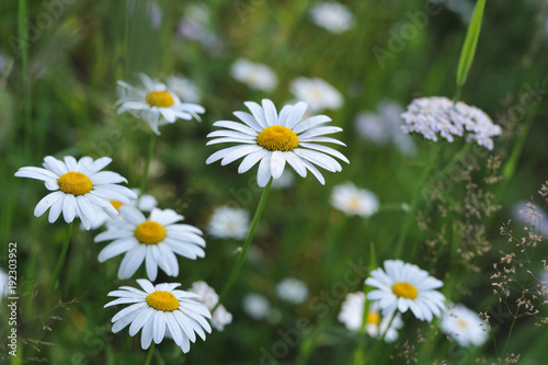 Daisy flowers