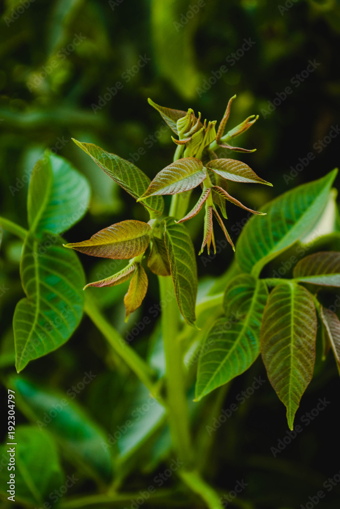 tree leaves