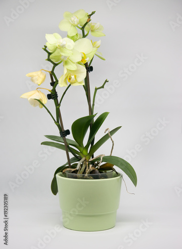 Fototapeta Naklejka Na Ścianę i Meble -  Gelbliche Orchidee in pastellfarbenen Übertopf