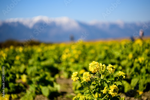 琵琶湖畔の菜の花