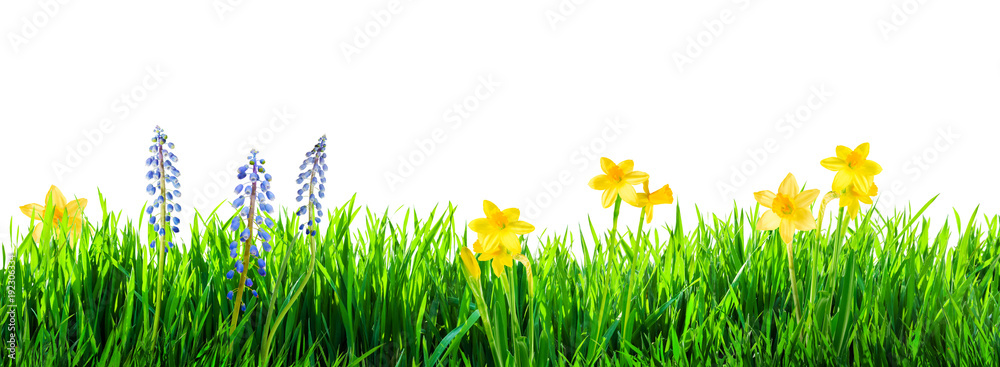 Obraz premium trawa i wiosenne kwiaty w tle