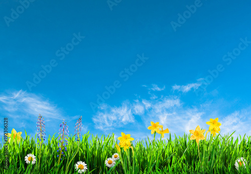 grass and spring flowers background
