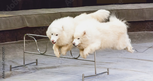 Two white dogs jump over barrier in circus