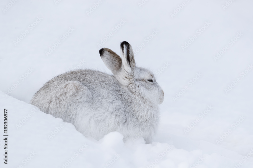 Scottish Mountain hare during winter sitting on snow Scottish Mountain hare during winter sitting on snow