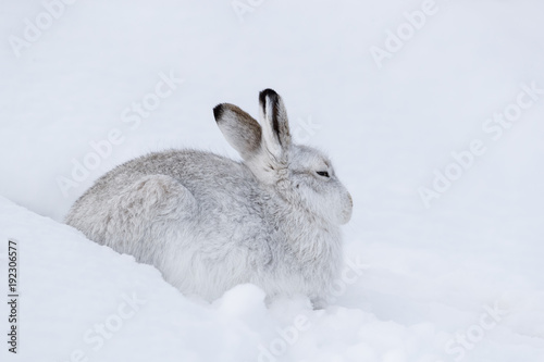 Scottish Mountain hare during winter sitting on snow