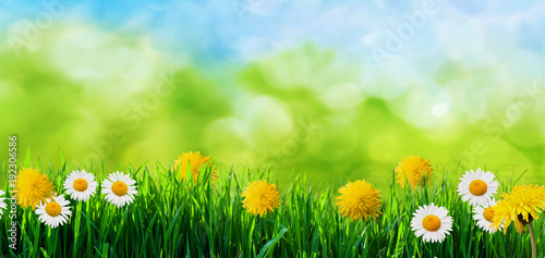 spring grass background © andreusK
