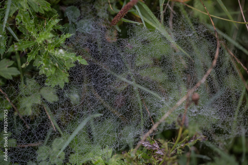 Spinnennetz voller Regentropfen