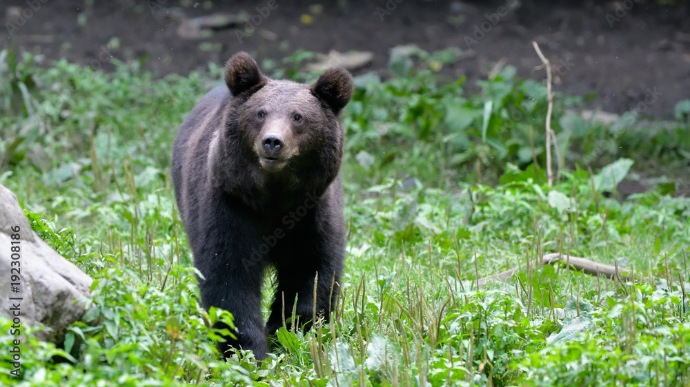 Wild Brown Bear from Carpathian Mountains Wild Brown Bear from Carpathian Mountains