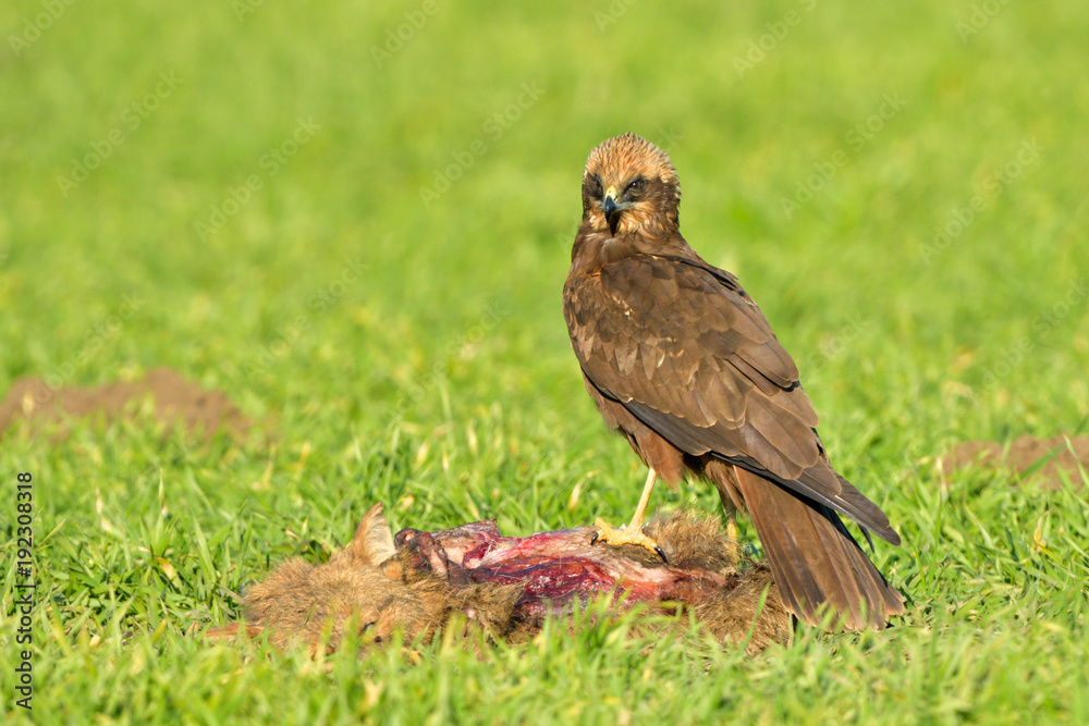 Marsh harrier (Circus aeruginosus) Marsh harrier (Circus aeruginosus)