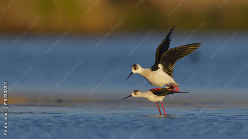 Fototapeta premium Black Winged Stilt (Himantopus himantopus)