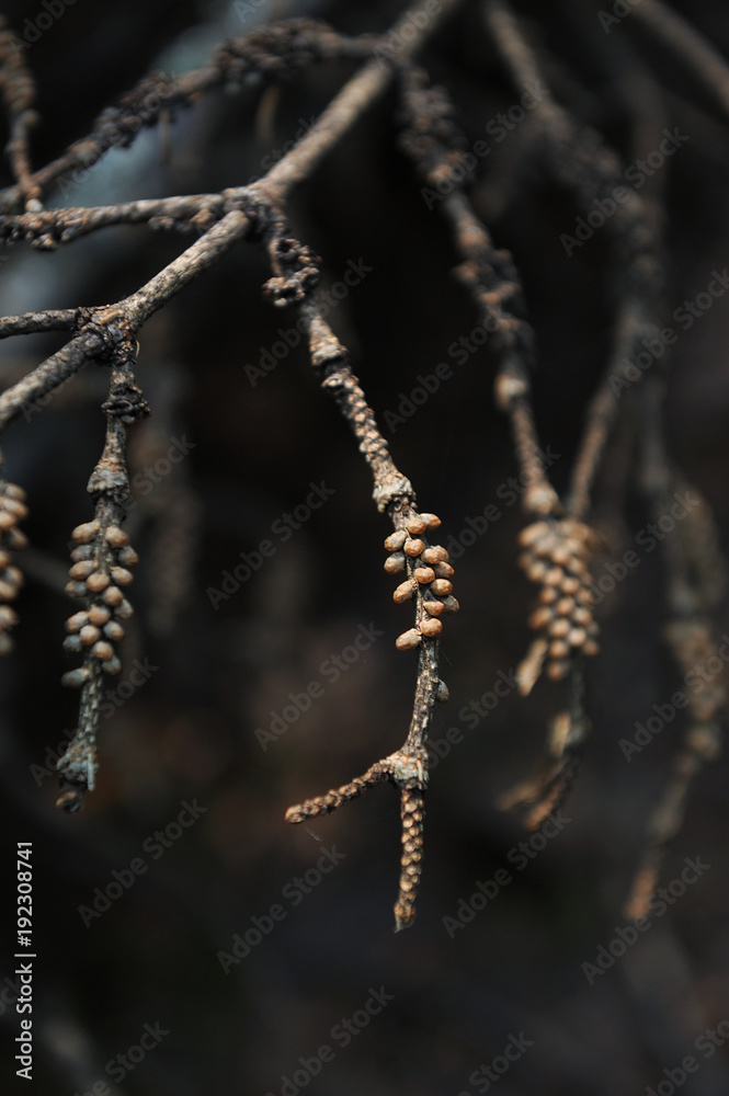 Naklejka premium Tree branch