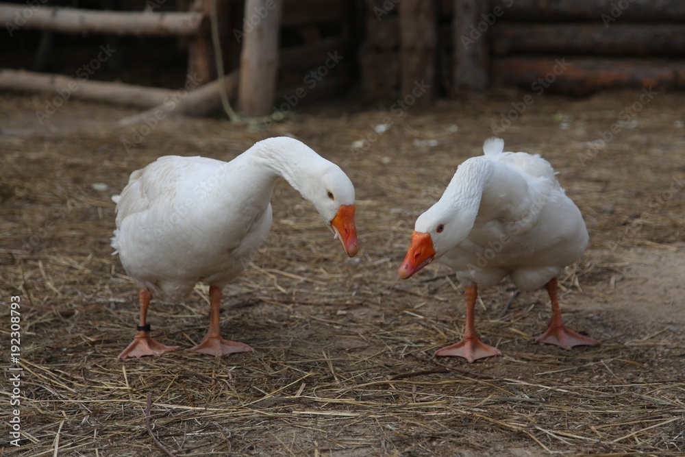 Two white gooses walking on the ground in the yard
