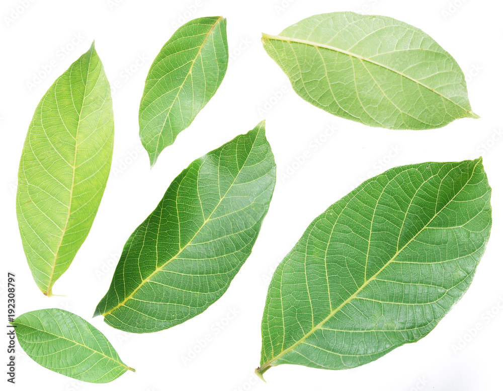 Collection of walnut leaves on white background. Collection of walnut leaves on white background.