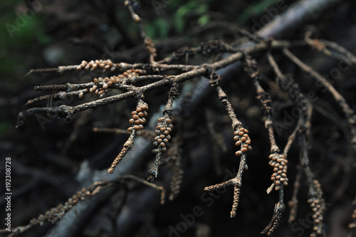 Tree branch