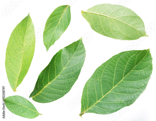 Collection of walnut leaves on white background.