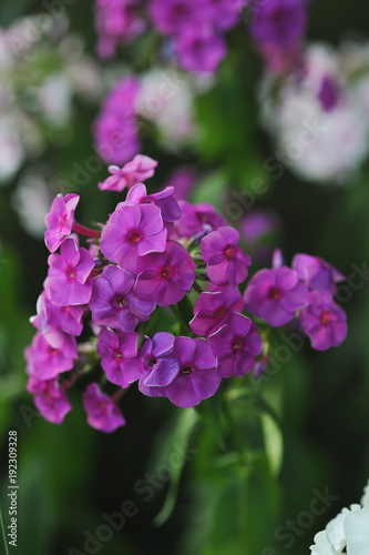 Phlox flowers.