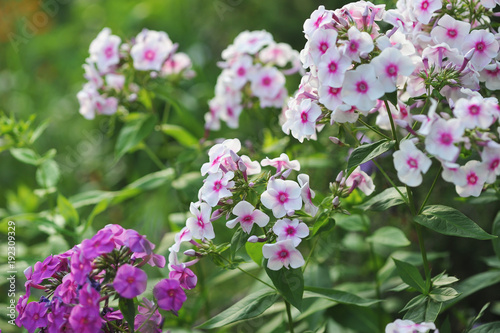 Wallpaper Mural Phlox flowers. Torontodigital.ca