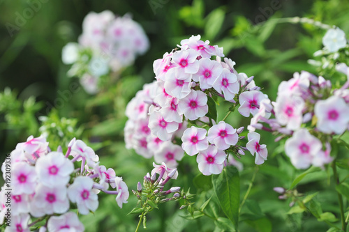 Phlox flowers.