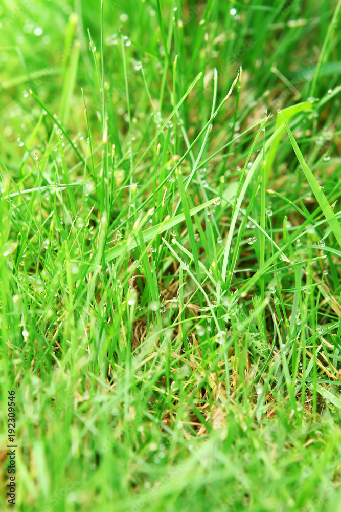 green background by the fresh grass green background by the fresh grass