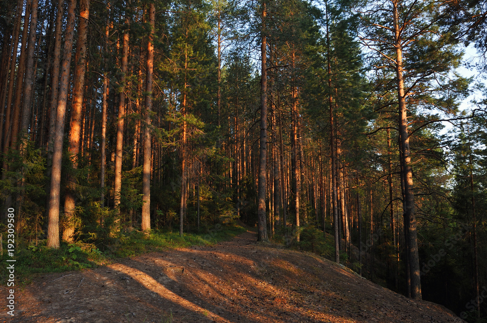 Evening in forest.